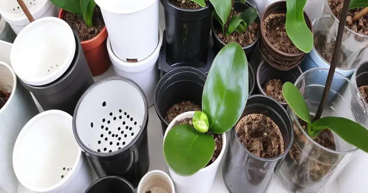 Como escolher o vaso ideal para orquídeas